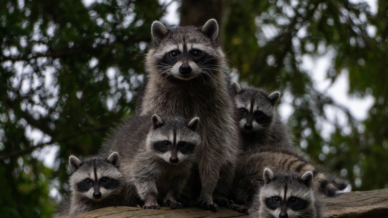 Racoons on roof