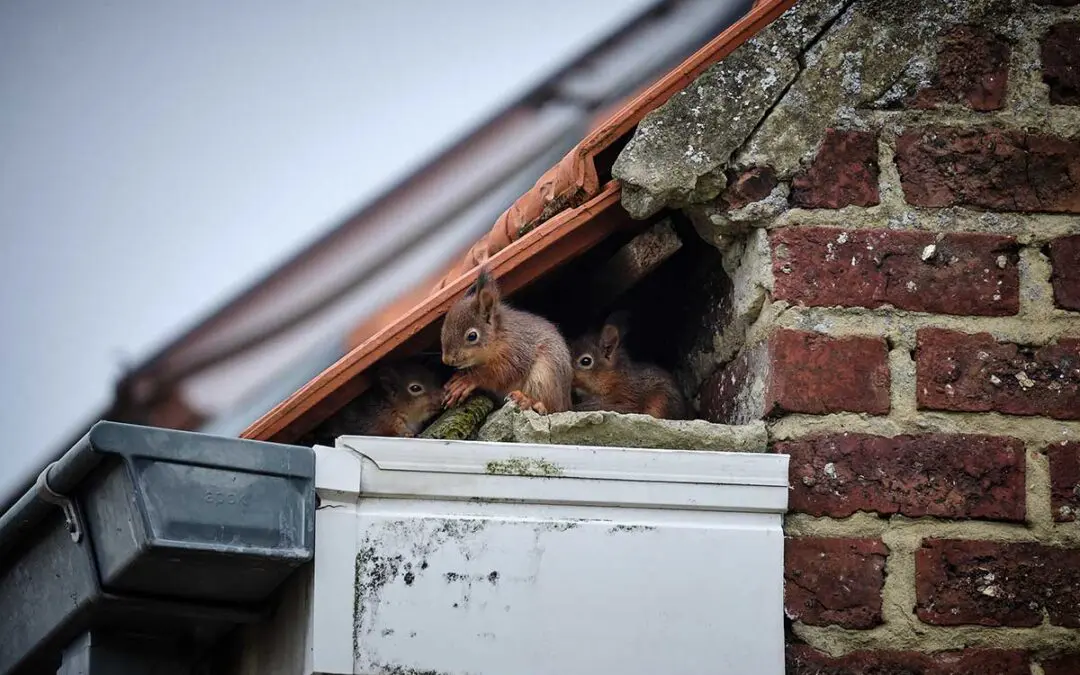 Squirrels in roof